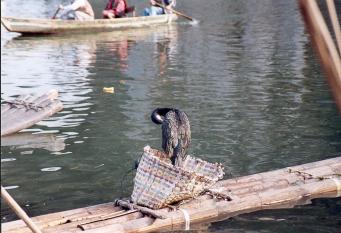 guilin cormat fish 2