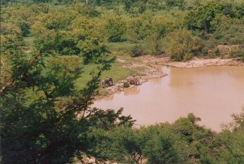 ghana elephants 1