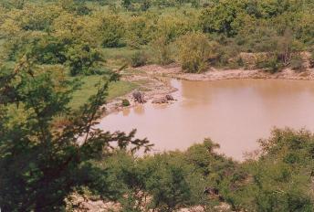 ghana elephants 2