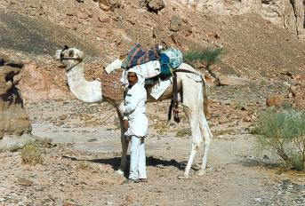 sinai cc 10