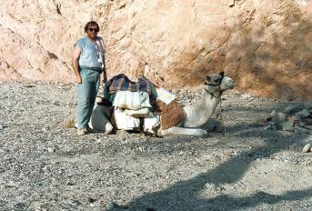 sinai cc 9