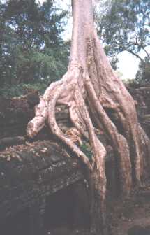 ta phroen tree