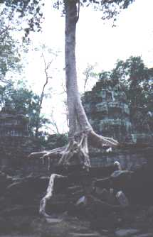 ta phroen tree 1