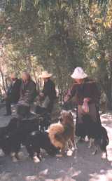 Monks feeding dogs