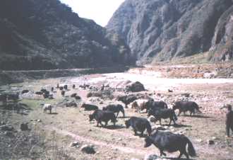 Tibetean Plateau Yaks