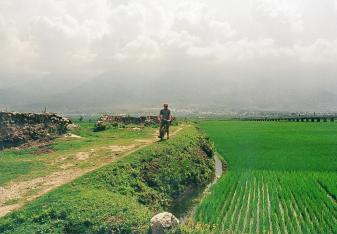 dali_paddy field me 1