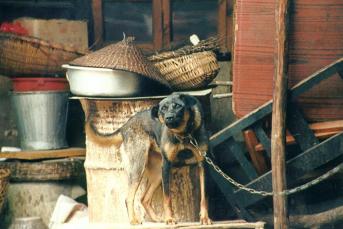 lijang_monks_dog