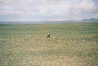 gobi_birds_2