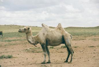 gobi_camel_2