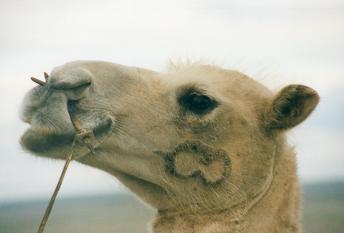 gobi_camel_3