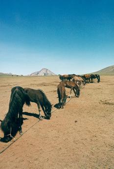 gobi_horses_1