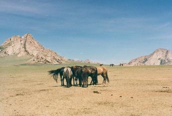 gobi_horses_2