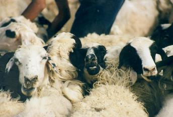 gobi_sheep_1