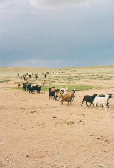 gobi_sheep_3