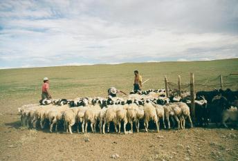 gobi_sheep_4