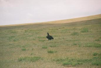 gobi_vulture 1