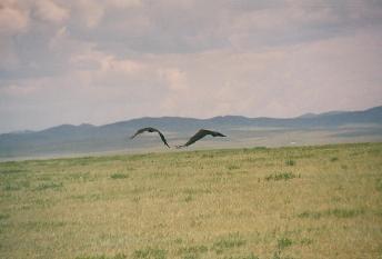 gobi_vulture 2